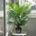 Bimë artificiale dekorative Vilde Areca Palm, 95 cm, me vazo, e zezë