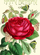 Kartë urimi Madame Treacle Birthday Rose B6, me shkëlqim, me zarf