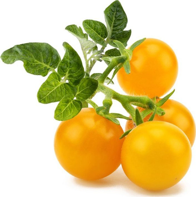 Kapsula bimore Click &amp; Grow, Yellow Mini Tomato, set me 3 copë