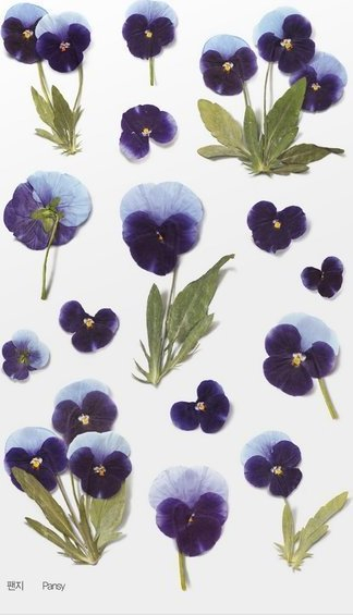 Stickerë zbukurues Appree Flowers Pansy, PET, sfond i tejdukshëm, shumëngjyrësh