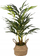 Вештачко растение Atmosphera Palm Reed, висина 80 cm, саксија од трска, беж