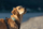 GPS për qen Tractive Dog XL, gjurmues GPS, monitorim aktiviteti, i bardhë