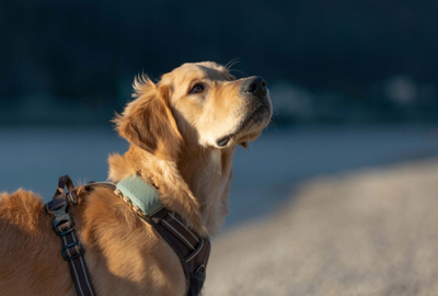 GPS për qen Tractive Dog XL, gjurmues GPS, monitorim aktiviteti, i bardhë