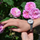 Orë dore Pierre Lannier Eolia 040J608
