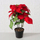 Bimë artificiale Boltze Home Poinsettia, 40 cm, dekorative, e kuqe