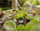 Sensor për lagështinë e tokës Gardena 1867-20, për ujitje automatike, me kabllo, gri