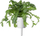 Farat Click and Grow Shungiku, set 3 copë, për Smart Garden, jeshile