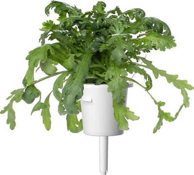 Farat Click and Grow Shungiku, set 3 copë, për Smart Garden, jeshile