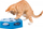 Lodër interaktive për mace Trixie Turning Feather, plastike, Ø22 cm, blu