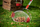 Mbledhës frutash WOLF-Garten Multi-Star Speed Picker, për fruta dhe arra, i kuq