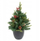 Pemë dekorative Feeric Lights Kappi, 50cm, 25 LED, jeshile