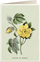Kartolinë Tassotti Card B6 6058 Cotton, me zarf, letër e trashë 200 g/m2, shumëngjyrëshe