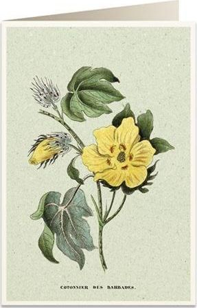 Kartolinë Tassotti Card B6 6058 Cotton, me zarf, letër e trashë 200 g/m2, shumëngjyrëshe