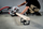Sharrë prerëse me kënd Metabo KGS 254 M, 1800W, disk 254mm, gri e zezë