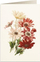 Kartolinë Tassotti B6 Anemone 5967, me zarf, ngjyrë krem