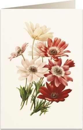 Kartolinë Tassotti B6 Anemone 5967, me zarf, ngjyrë krem