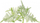 Refill për kopshtin inteligjent Click &amp; Grow Lace Fern, 3 kapsula, zbukuruese, jeshile