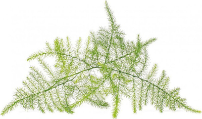 Refill për kopshtin inteligjent Click &amp; Grow Lace Fern, 3 kapsula, zbukuruese, jeshile