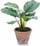 Bimë plastike Emerald Terra Calathea Orbifolia, 32 cm, në vazo terra cotta, jeshile