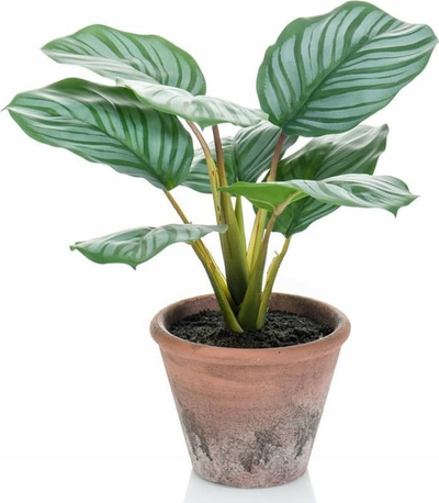 Bimë plastike Emerald Terra Calathea Orbifolia, 32 cm, në vazo terra cotta, jeshile
