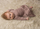 Fustan për bebe Nanaf Organic Dress Vintage Rose, 100% pambuk organik, madhësia 62, rozë vintage