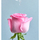 Losion Nivea Rose Touch, 400 ml