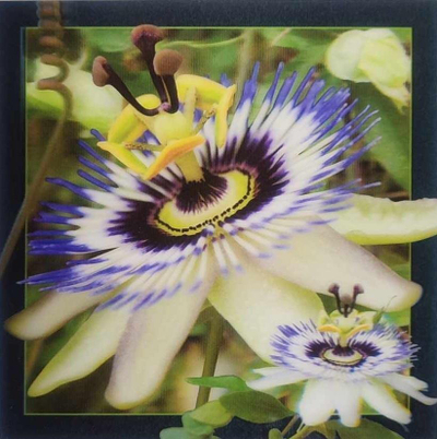 Kartolinë 3D Worth-Keeping Passiflora, letër guri, me ngjyra