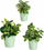 Set vazo lulesh Ibergarden, 3 copë, vazo qeramike konike 11-17 cm, jeshile