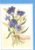 Kartolinë urimi Henry Cornflowers Hand B6, pa shkrim, me zarf të bardhë