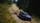 Игра PS5 EA Sports WRC, спортски трки, за PlayStation 5