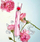 Parfum për goca Kenzo Flower by Kenzo Poppy Bouquet, Eau de Parfum, 30 ml
