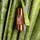 Booster autobronzues për fytyrë Clarins Radiance Plus Golden Glow, 15ml, efekt gradual