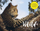 A Z of Wildlife Watching - Nn