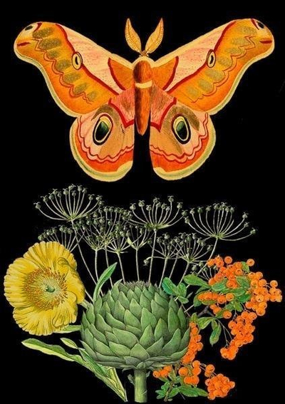 Kartë urimi Madame Treacle B6 Orange Moth, me zarf, shumëngjyrëshe