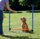 Pengesë agility për qen Trixie Agility Hurdle, 129x115cm, lartësi që rregullohet, blu portokalli