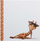 Album fotografish Fandy Giraffe, vetëngjitës, 30 x 30 cm, shumëngjyrësh