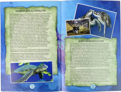 Set për gërmu fosile Lisciani Fossils Excavations Turtle, 3D, lodër mësuese, shumëngjyrëshe