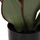 Bimë dekorative sintetike broadleaf sansevieria Φ14×12–51 cm (HM7996)