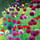 Kartolinë Susan Entwistle Garlic and Poppy, me zarf, dizajn me lule