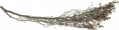 Dekor akuariumi Terra Natura Underwater Root, 20–30 cm, ngjyrë natyrale