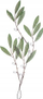 Degë dekorative Olive Twig Ice Effect, kristale, 40 cm, jeshile