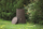 Depo uji shiu LITTLE TREE Stump, 250L, plastike rezistente, kafe e errët