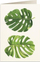 Картичка Tassotti Monstera B6, со плик, хартија 200 g/m2, повеќе боја
