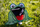 Loja e hedhjes SCHILDKRÖT Feed the Frog Toss Game, me disqe, për kalamaj 4+