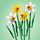 Lodër ndërtime LEGO Icons Daffodils 40747, set lulesh dekorative, 8+