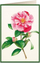 Kartolinë Tassotti B6 Camellia, me zarf, me lule