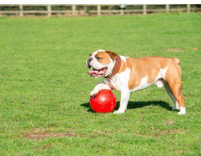 Lodër top për qen Boomer Ball Indestructible L, 20 cm, plastik, i kuq