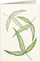 Kartolinë urimi Tassotti B6 6017 Tripartite Leaf, letër 200 g m², me zarf