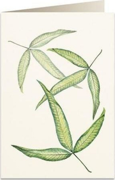 Kartolinë urimi Tassotti B6 6017 Tripartite Leaf, letër 200 g m², me zarf