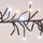 Drita dekorative Christmas Gifts Cluster, 3000 LED, 22m, bardhë e ftohtë dhe e ngrohtë